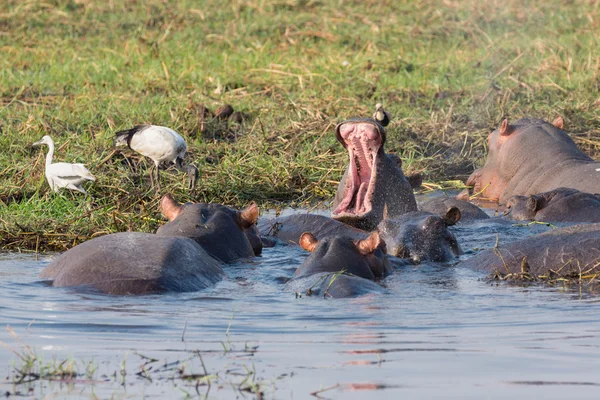Grupo Hipopótamo —  Fotos de Stock