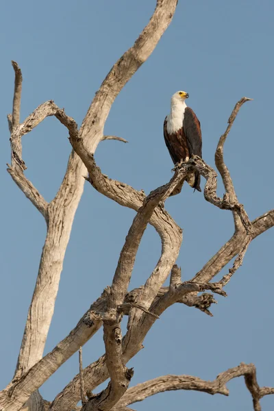 El Águila pescadora africana —  Fotos de Stock