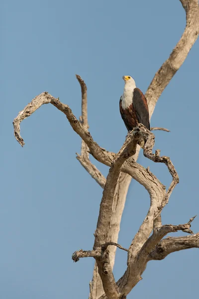 El Águila pescadora africana — Foto de Stock