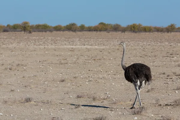 Avestruz e deserto — Fotografia de Stock