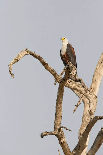 L'aquila di pesce africana — Foto Stock