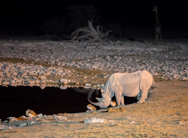 Rhino alla pozza d'acqua — Foto Stock