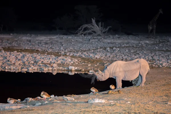 Ρινόκερος σε waterhole — Φωτογραφία Αρχείου