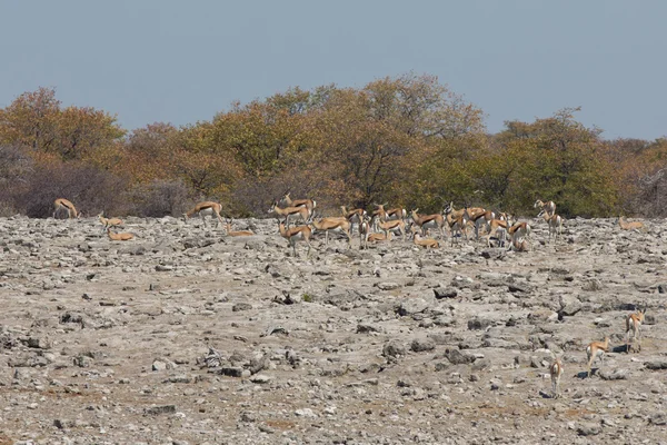 Springboks — Stock fotografie