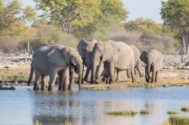 Etosha 'daki filler