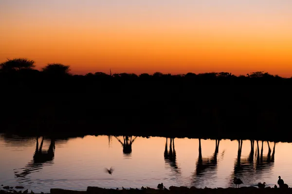 Girafas no buraco da água — Fotografia de Stock