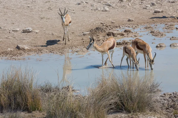 흠뻑 빠지거나에서 springboks — 스톡 사진