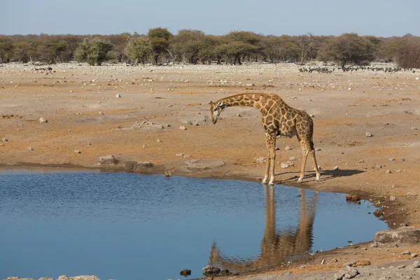 Жираф пьет воду — стоковое фото