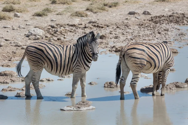 Zebras in der Savanne — Stockfoto