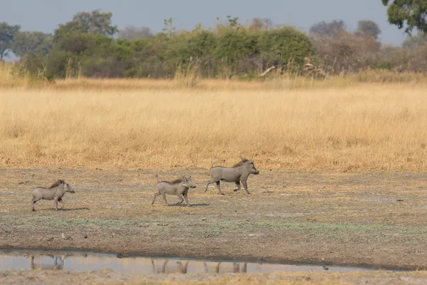 Phacochoerus — Stock fotografie