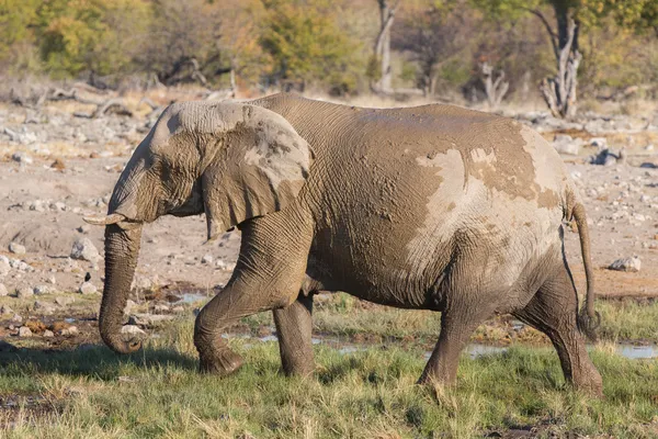 Yürüyen fil — Stok fotoğraf
