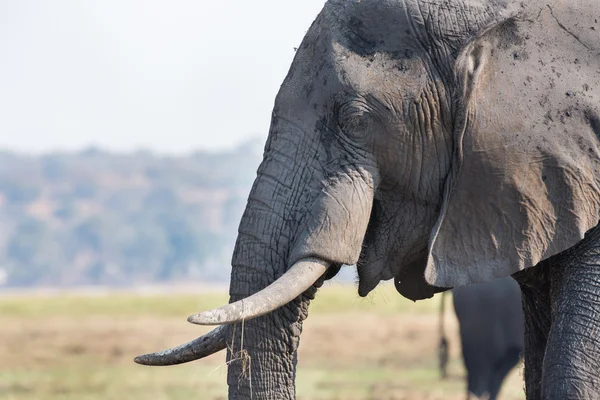 Elephant head — Stock Photo, Image