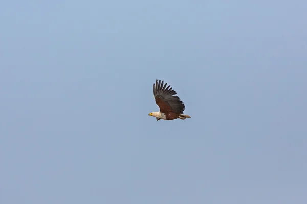 El Águila pescadora africana —  Fotos de Stock