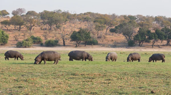 Hippopotamus group — Stock Photo, Image