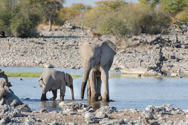 Elefantes em etosha — Fotografia de Stock
