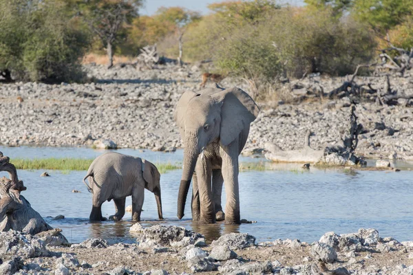 Elefanti a Etosha — Foto Stock