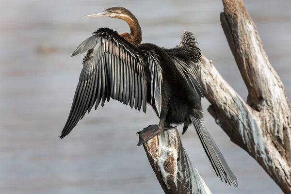 Darter africano — Foto Stock