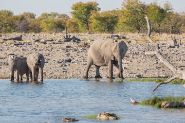 Etosha 'daki filler