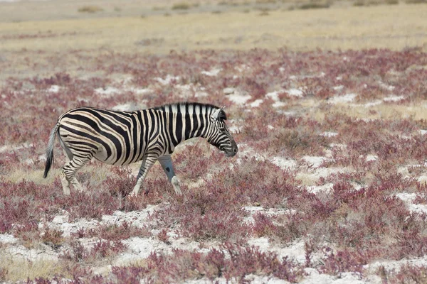 Zebra a szavannában — Stock Fotó