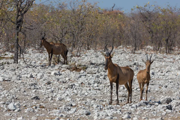 Roter Hartebeest (Alcelaphus buselaphus)) — Stockfoto