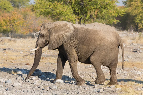 Elefante andante — Foto de Stock