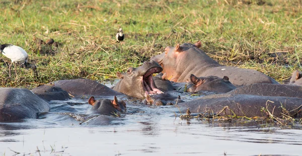 Gruppo dell'ippopotamo — Foto Stock