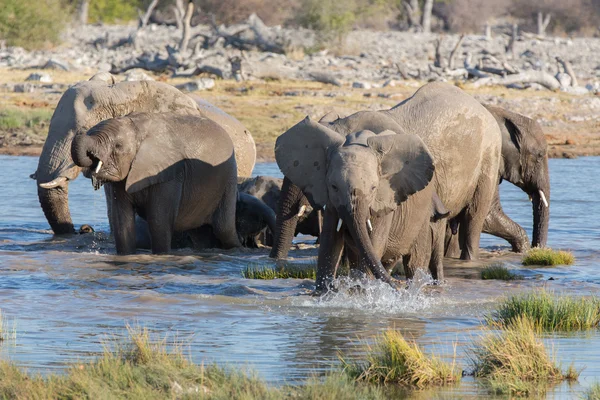 Etosha 'daki filler — Stok fotoğraf