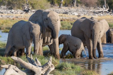 Etosha 'daki filler