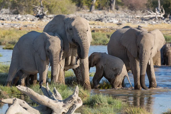 Sloni v Etoshe — Stock fotografie