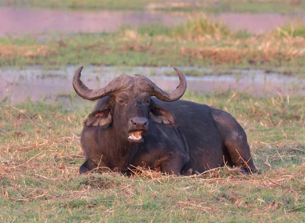 Afrikaanse buffels — Stockfoto