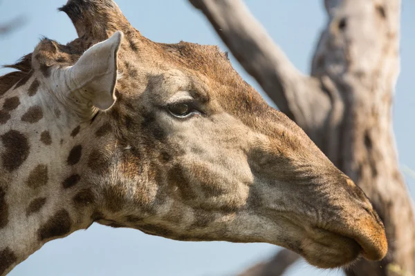 Girafe en Namib — Photo