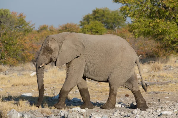 行走的大象 — 图库照片