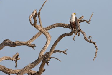 Afrika balık kartalı