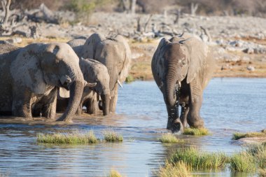 Etosha 'daki filler