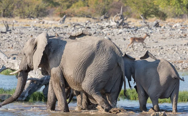 Elefantes en Etosha — Foto de Stock