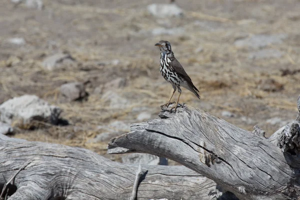 Groundscraper thrush standing on branch — Stock Photo, Image