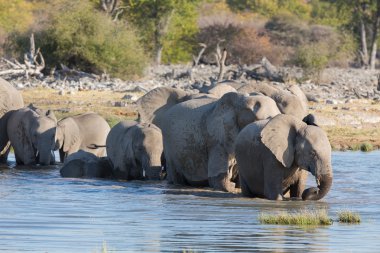 Etosha 'daki filler