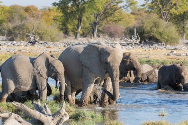 Etosha 'daki filler