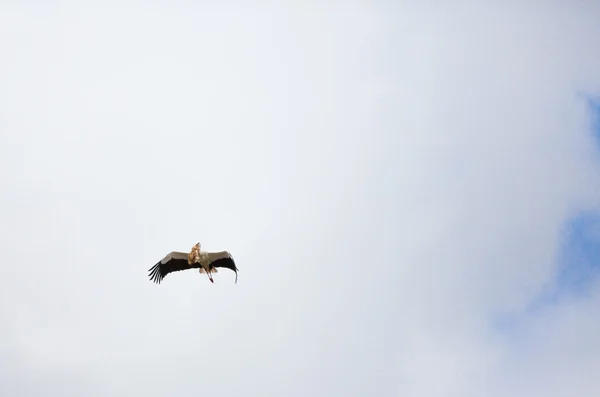 Storch bereitet Nest vor — Stockfoto