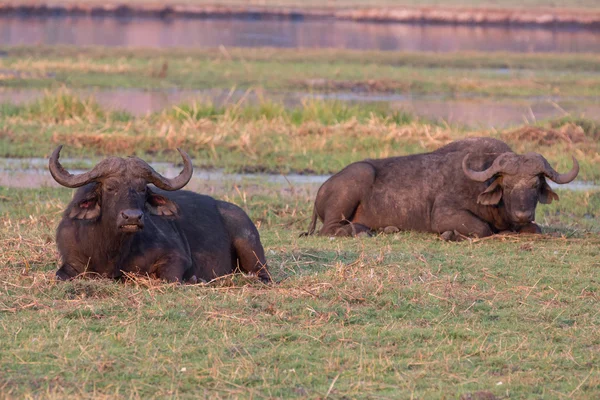 Bufali africani — Foto Stock