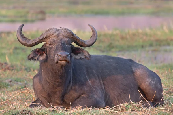 Африканские буйволы — стоковое фото