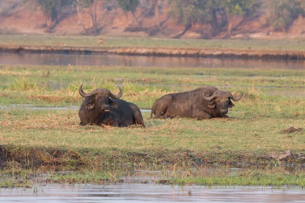 Bufali africani — Foto Stock