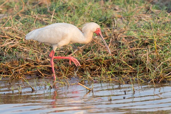 Espátula africana — Foto de Stock