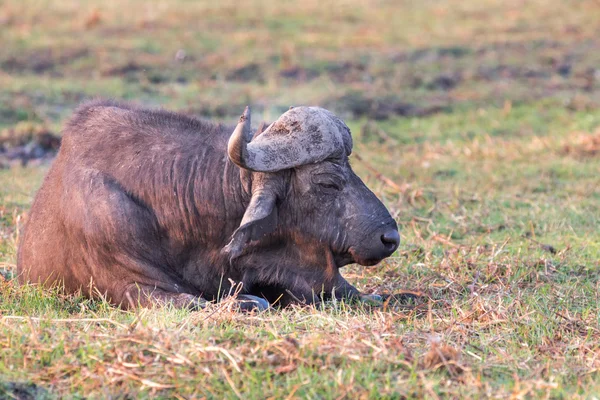 Afrikanska bufflar — Stockfoto