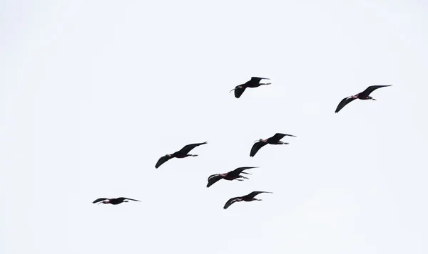 Glossy ibis — Fotografie, imagine de stoc