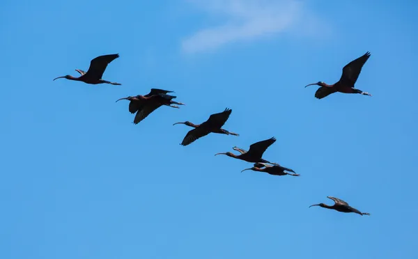 Ibis brillante —  Fotos de Stock