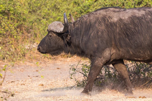 Afrikaanse buffels zijaanzicht — Stockfoto