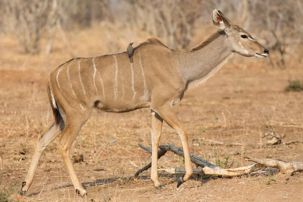 Kudu antílope e pássaro — Fotografia de Stock