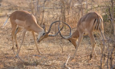 Impala antilop mücadele