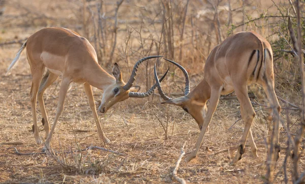 Impala antilopok harcok — Stock Fotó